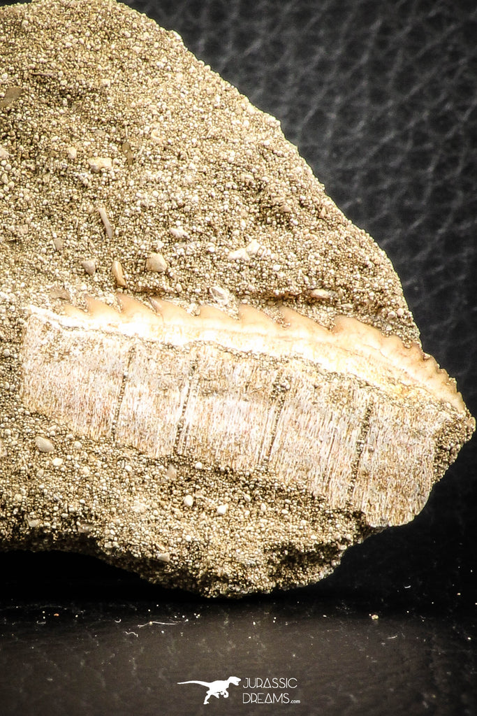 07432 - Collector Grade 1.45 Inch Notidanodon loozi (Cow Shark) Tooth in Matrix