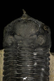 30256 - Well Prepared "Flying" 2.20 Inch Morocconites malladoides Middle Devonian Trilobite