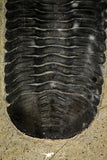 30256 - Well Prepared "Flying" 2.20 Inch Morocconites malladoides Middle Devonian Trilobite