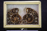 20316 - Cut & Polished 1.48 Inch Cleoniceras sp Lower Cretaceous Ammonite Madagascar - Agatized