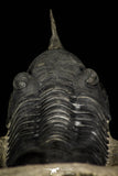 30256 - Well Prepared "Flying" 2.20 Inch Morocconites malladoides Middle Devonian Trilobite