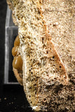 07433 - Beautiful 0.55 Inch Stephanodus Partial Dentary Bone in Natural Matrix Late Cretaceous