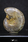 20316 - Cut & Polished 1.48 Inch Cleoniceras sp Lower Cretaceous Ammonite Madagascar - Agatized
