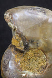 20316 - Cut & Polished 1.48 Inch Cleoniceras sp Lower Cretaceous Ammonite Madagascar - Agatized