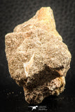 07433 - Beautiful 0.55 Inch Stephanodus Partial Dentary Bone in Natural Matrix Late Cretaceous