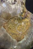 20316 - Cut & Polished 1.48 Inch Cleoniceras sp Lower Cretaceous Ammonite Madagascar - Agatized