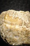 07434 - Top Quality 0.72 Inch Stephanodus Partial Dentary Bone in Natural Matrix Late Cretaceous
