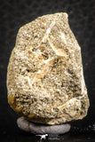 07434 - Top Quality 0.72 Inch Stephanodus Partial Dentary Bone in Natural Matrix Late Cretaceous