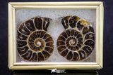 20317 - Cut & Polished 1.44 Inch Cleoniceras sp Lower Cretaceous Ammonite Madagascar - Agatized