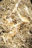 07434 - Top Quality 0.72 Inch Stephanodus Partial Dentary Bone in Natural Matrix Late Cretaceous