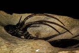 30257 - Nicely Prepared 2.05 Inch Kolihapeltis Lower Devonian Trilobite