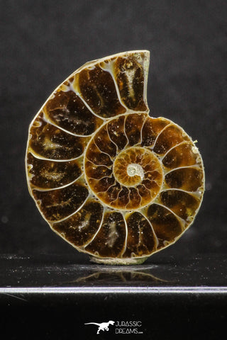 20317 - Cut & Polished 1.44 Inch Cleoniceras sp Lower Cretaceous Ammonite Madagascar - Agatized