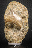 07435 - Top Quality 0.95 Inch Squalicorax pristodontus (Crow Shark) Tooth in Natural Matrix