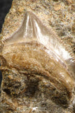 07435 - Top Quality 0.95 Inch Squalicorax pristodontus (Crow Shark) Tooth in Natural Matrix