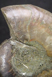 20317 - Cut & Polished 1.44 Inch Cleoniceras sp Lower Cretaceous Ammonite Madagascar - Agatized