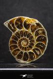 20317 - Cut & Polished 1.44 Inch Cleoniceras sp Lower Cretaceous Ammonite Madagascar - Agatized