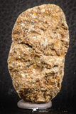 07435 - Top Quality 0.95 Inch Squalicorax pristodontus (Crow Shark) Tooth in Natural Matrix