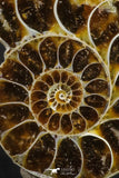 20317 - Cut & Polished 1.44 Inch Cleoniceras sp Lower Cretaceous Ammonite Madagascar - Agatized