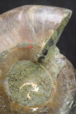 20317 - Cut & Polished 1.44 Inch Cleoniceras sp Lower Cretaceous Ammonite Madagascar - Agatized