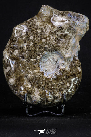 20318 -  Nice Polished 4.93 Inch Mammites nodosoides (Ammonite) Upper Cretaceous Turonian