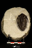 30259 - Tower Eyed 2.09 Inch Erbenochile issoumourensis Lower Devonian Trilobite