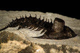 30259 - Tower Eyed 2.09 Inch Erbenochile issoumourensis Lower Devonian Trilobite