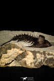 30259 - Tower Eyed 2.09 Inch Erbenochile issoumourensis Lower Devonian Trilobite