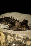 30259 - Tower Eyed 2.09 Inch Erbenochile issoumourensis Lower Devonian Trilobite