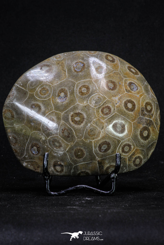 20319 - Devonian 3.91 Inch Polished Fossil Rugose Coral Hexagonaria sp