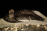 30259 - Tower Eyed 2.09 Inch Erbenochile issoumourensis Lower Devonian Trilobite