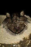 30259 - Tower Eyed 2.09 Inch Erbenochile issoumourensis Lower Devonian Trilobite