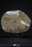20319 - Devonian 3.91 Inch Polished Fossil Rugose Coral Hexagonaria sp