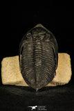 30260 - Finest Quality 4.11 Inch  Zlichovaspis rugosa Lower Devonian Trilobite