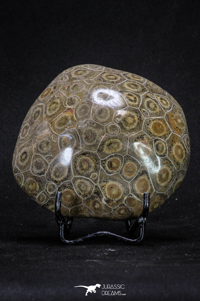 20320 - Devonian 3.72 Inch Polished Fossil Rugose Coral Hexagonaria sp