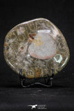 20320 - Devonian 3.72 Inch Polished Fossil Rugose Coral Hexagonaria sp