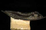30260 - Finest Quality 4.11 Inch  Zlichovaspis rugosa Lower Devonian Trilobite