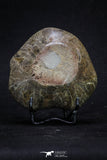 20321 - Devonian 3.45 Inch Polished Fossil Rugose Coral Hexagonaria sp