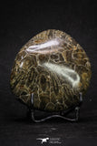 20322 - Devonian 3.07 Inch Polished Fossil Rugose Coral Hexagonaria sp
