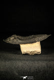 30260 - Finest Quality 4.11 Inch  Zlichovaspis rugosa Lower Devonian Trilobite