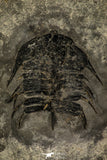 30261 - Top Rare 2.05 Inch Olenoides nevadensis Middle Cambrian Trilobite - Utah USA