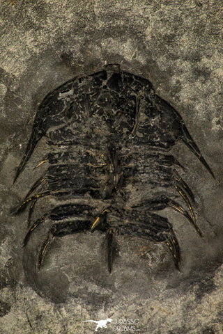 30261 - Top Rare 2.05 Inch Olenoides nevadensis Middle Cambrian Trilobite - Utah USA