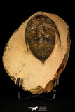 30263 - Top Beautiful 2.46 Inch  Zlichovaspis rugosa Lower Devonian Trilobite