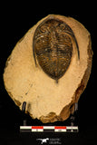 30263 - Top Beautiful 2.46 Inch  Zlichovaspis rugosa Lower Devonian Trilobite