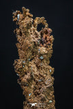 20326 - Top Beautiful 1.98 Inch Irregular Native Copper - Bou Nahas (South Morocco)