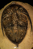 30263 - Top Beautiful 2.46 Inch  Zlichovaspis rugosa Lower Devonian Trilobite