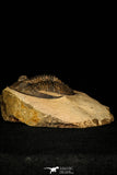 30263 - Top Beautiful 2.46 Inch  Zlichovaspis rugosa Lower Devonian Trilobite