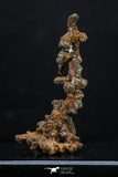 20327 - Top Beautiful 1.81 Inch Irregular Native Copper - Bou Nahas (South Morocco)