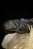 30264 - Gorgeous 3.51 Inch Crotalocephalina (Crotalocephalus) gibbus Lower Devonian Trilobite