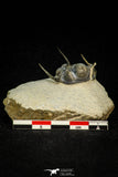 30265 - Top Well Prepared 1.24 Inch Cyphaspis (Otarion) cf. boutscharafinense Devonian Trilobite