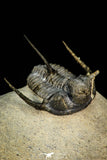 30265 - Top Well Prepared 1.24 Inch Cyphaspis (Otarion) cf. boutscharafinense Devonian Trilobite